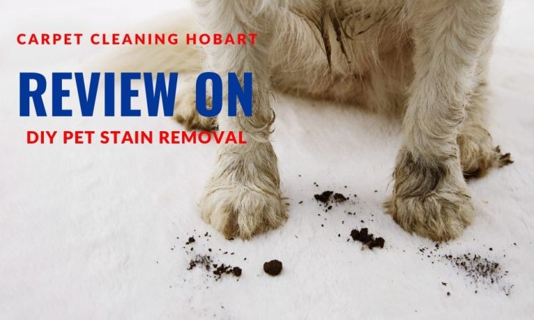 Carpet Cleaning Hobart Review On DIY Pet Stain Removal